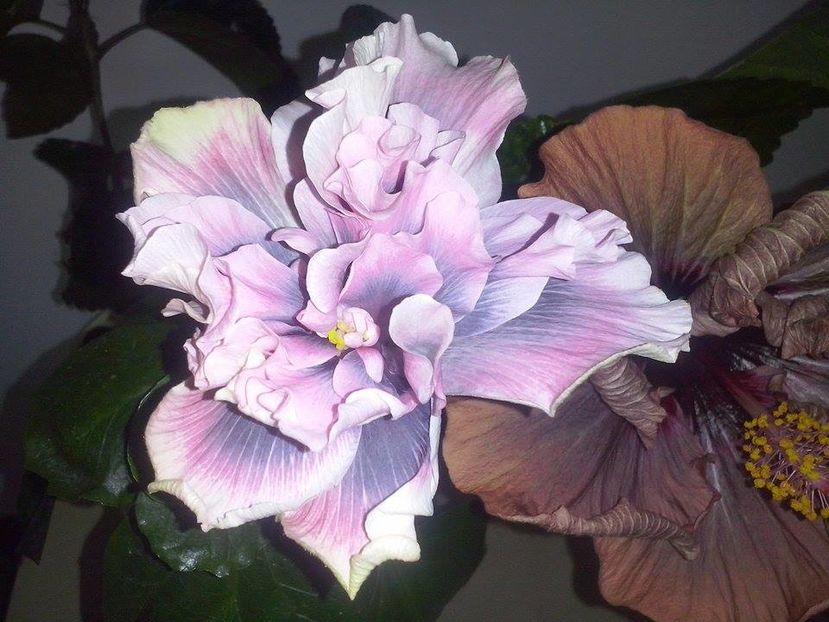 14800761_1571265862898975_1260114584_n - Hibiscusi