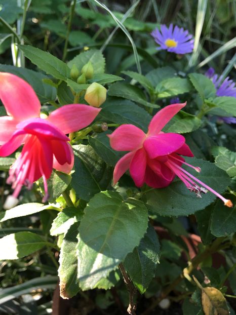 Tom Thumb - Fuchsia 2016