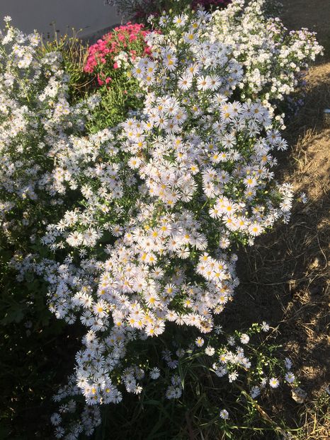 image - Aster 2016
