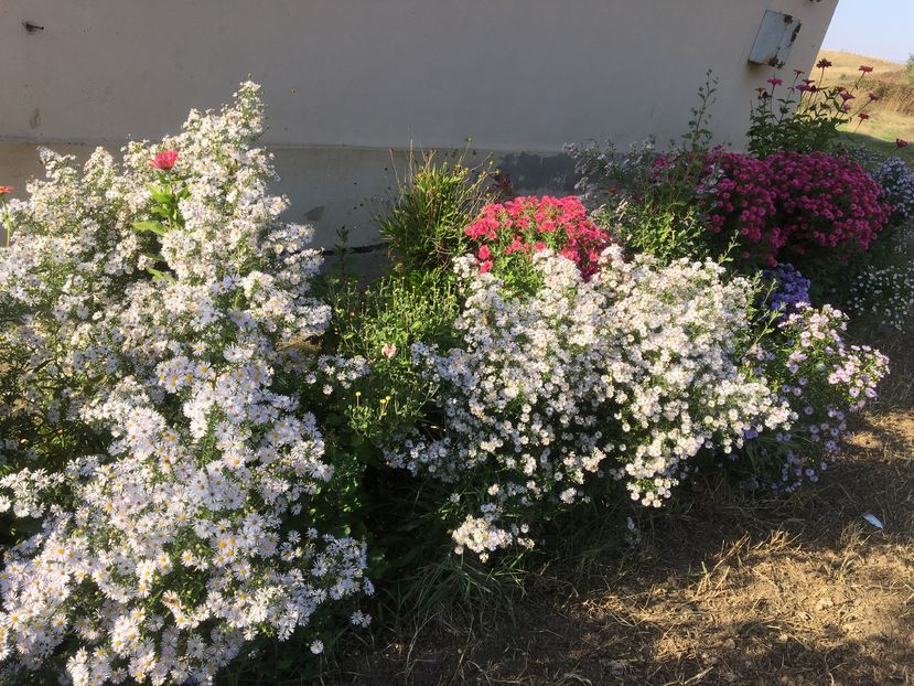 image - Aster 2016