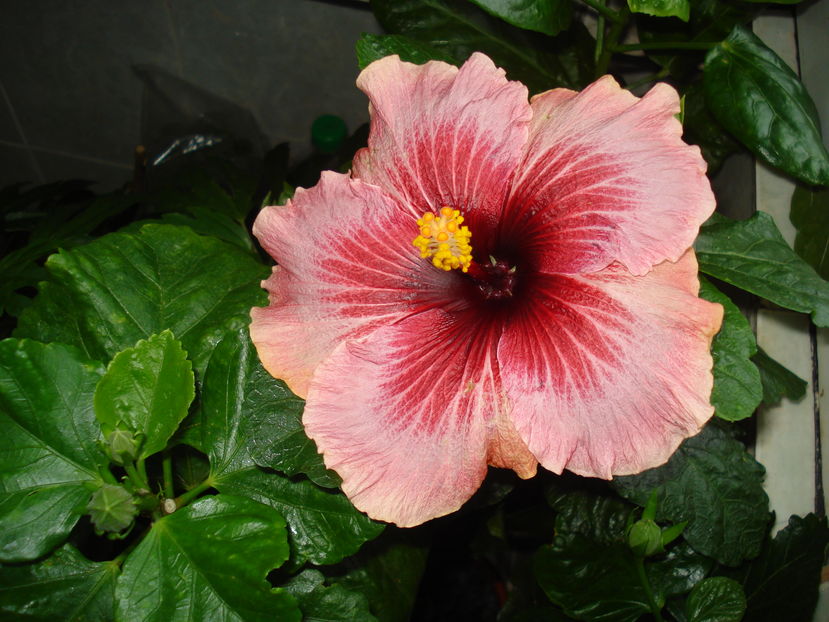  - HIBISCUS 2016