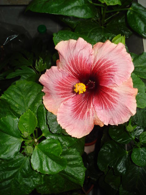  - Hibiscus Plumm Pizzaz