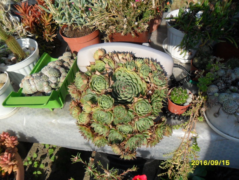 SAM_4234 - Cactusi si suculente 2016