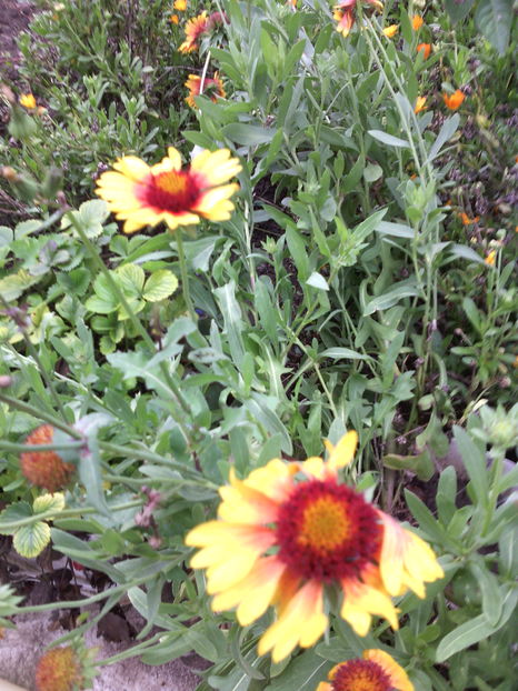  - 01-Flori din curtea mea 2016