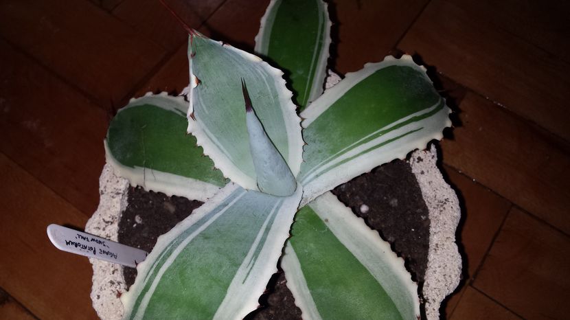 Agave Potatorum Verschaffelti Snow Fall