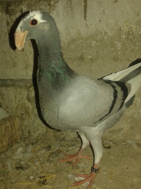  - Pui 2016
