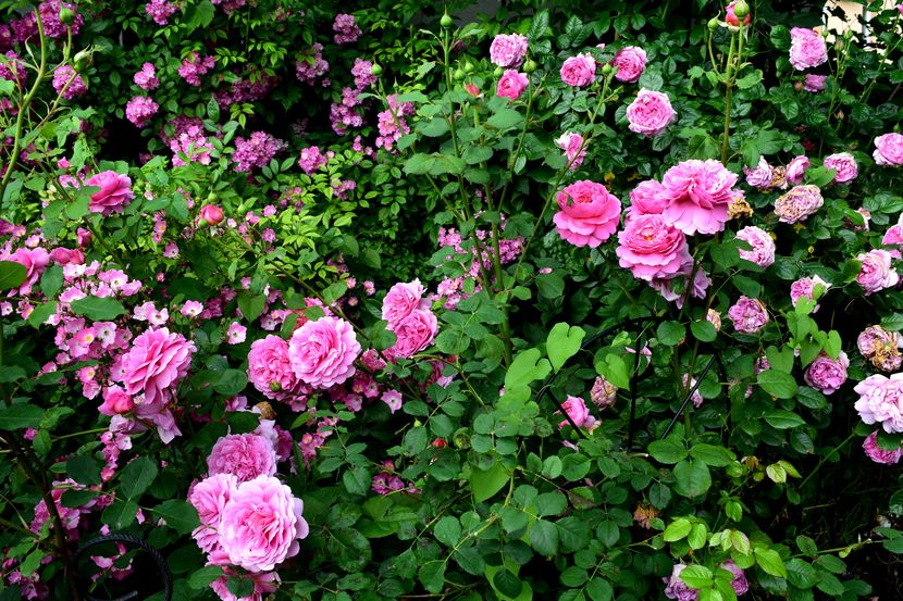 2016 Princess Alexandra of Kent - Z_FAVORITELE gradinii mele