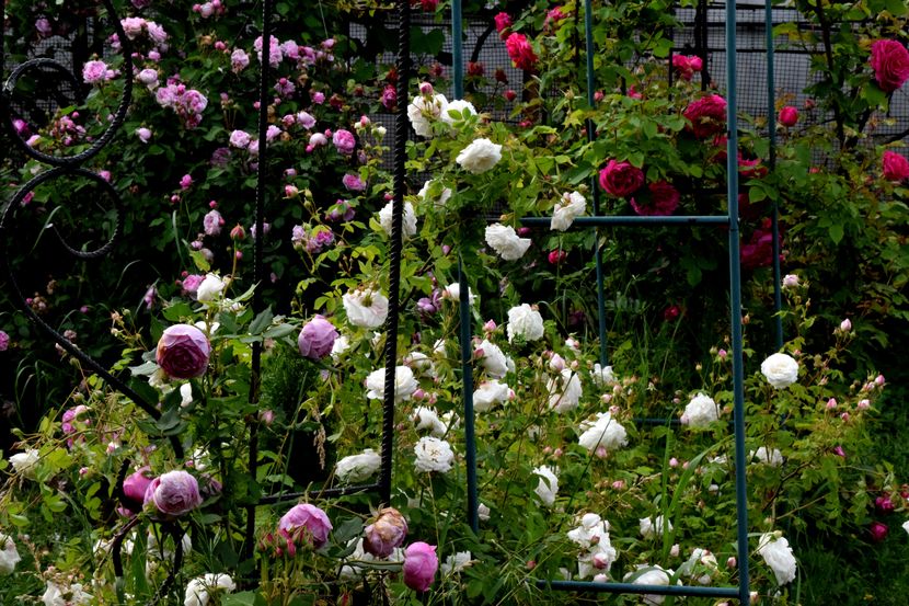 2016 - Z_FAVORITELE gradinii mele