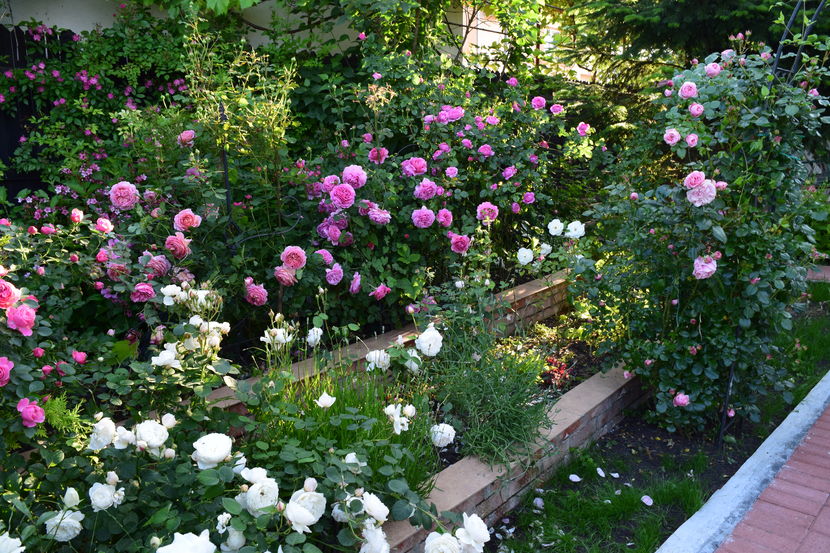 2016 - Z_FAVORITELE gradinii mele