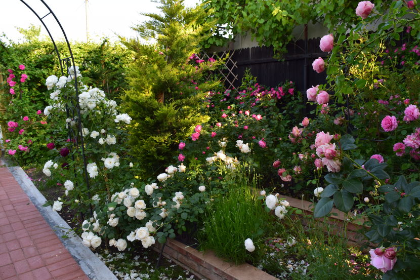 2016 - Z_FAVORITELE gradinii mele