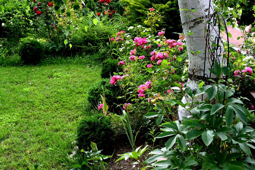 2016 - Z_FAVORITELE gradinii mele