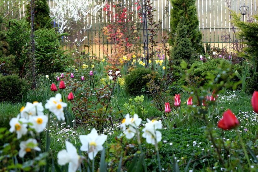 2016 - Z_FAVORITELE gradinii mele