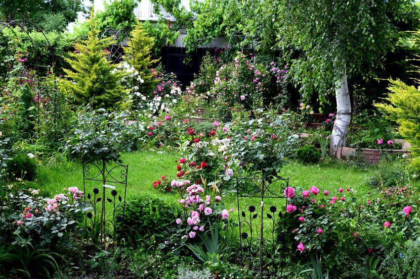 2016 - Z_FAVORITELE gradinii mele