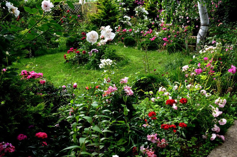 2016 - Z_FAVORITELE gradinii mele