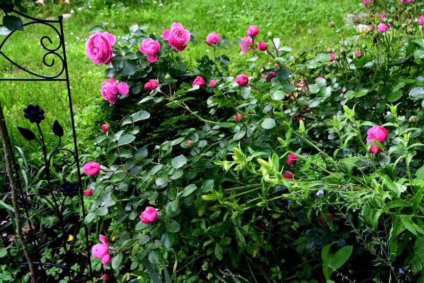 2016 Leonardo da Vinci - Z_FAVORITELE gradinii mele