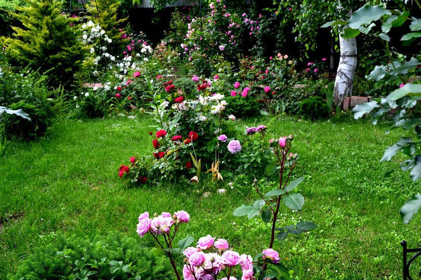 2016 Whilliam Christie in prim plan - Z_FAVORITELE gradinii mele