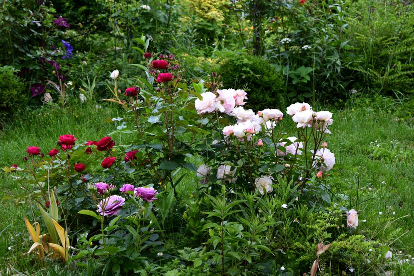 2016 Red Leonardo, Lavander Ice, Gruss and Aachen - Z_FAVORITELE gradinii mele