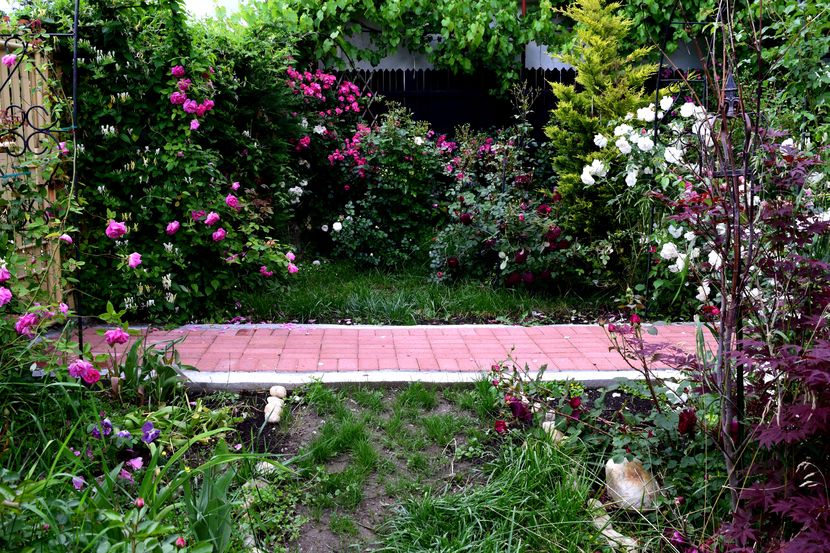 2016 - Z_FAVORITELE gradinii mele