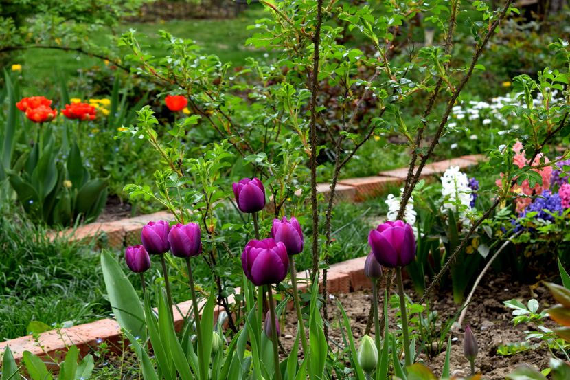 2016 - Z_FAVORITELE gradinii mele