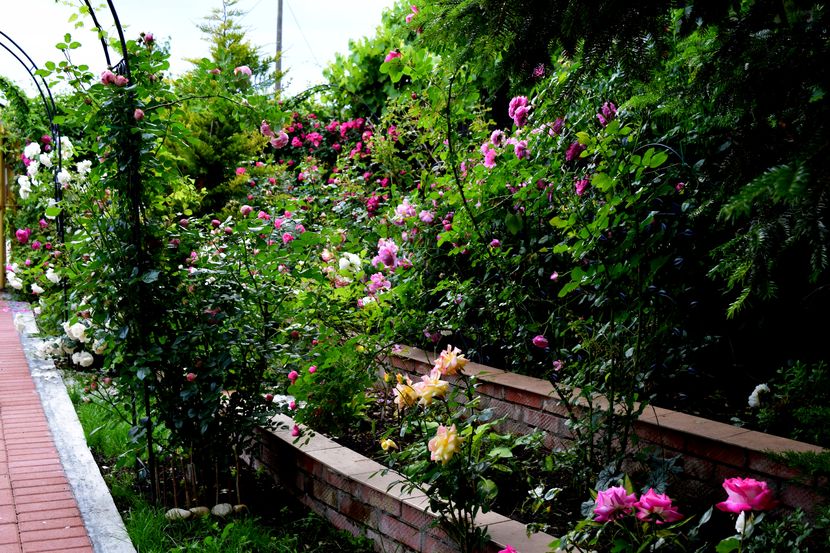 2016 - Z_FAVORITELE gradinii mele