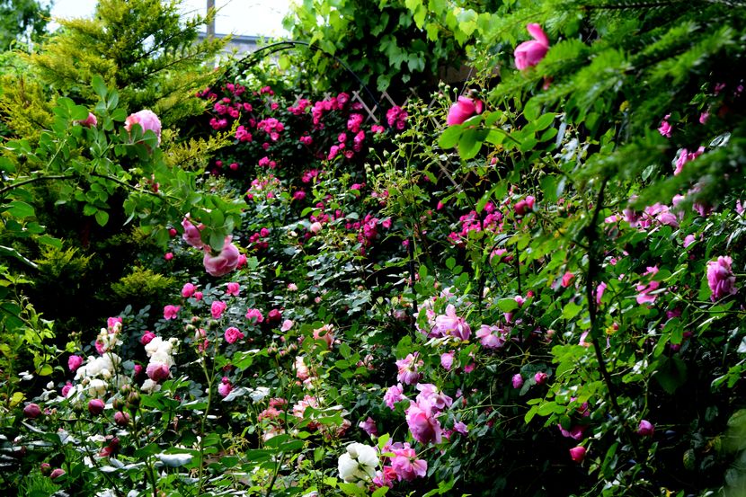 2016 - Z_FAVORITELE gradinii mele