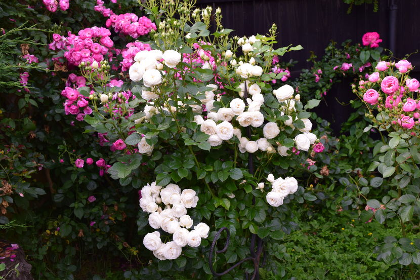 2016 Angela,  Artemis si Pomponella - Z_FAVORITELE gradinii mele