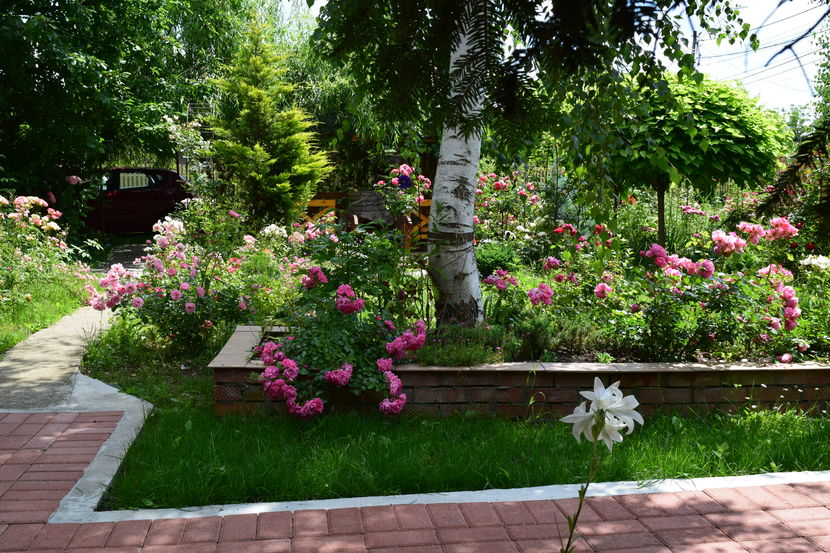 2016 Palmgarten Frankfurt - Z_FAVORITELE gradinii mele