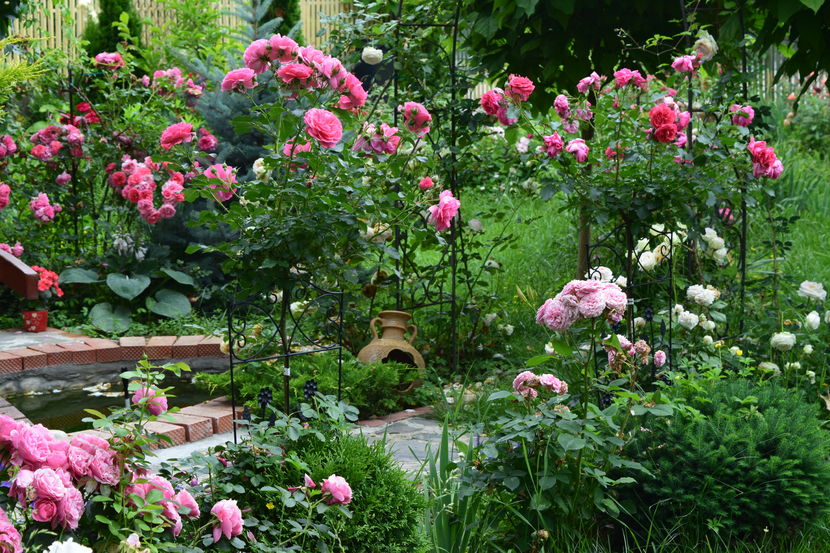 2016 Rosarium copacei - Z_FAVORITELE gradinii mele