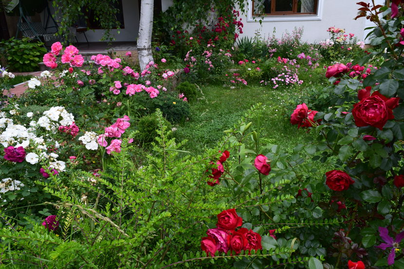 2016 - Z_FAVORITELE gradinii mele