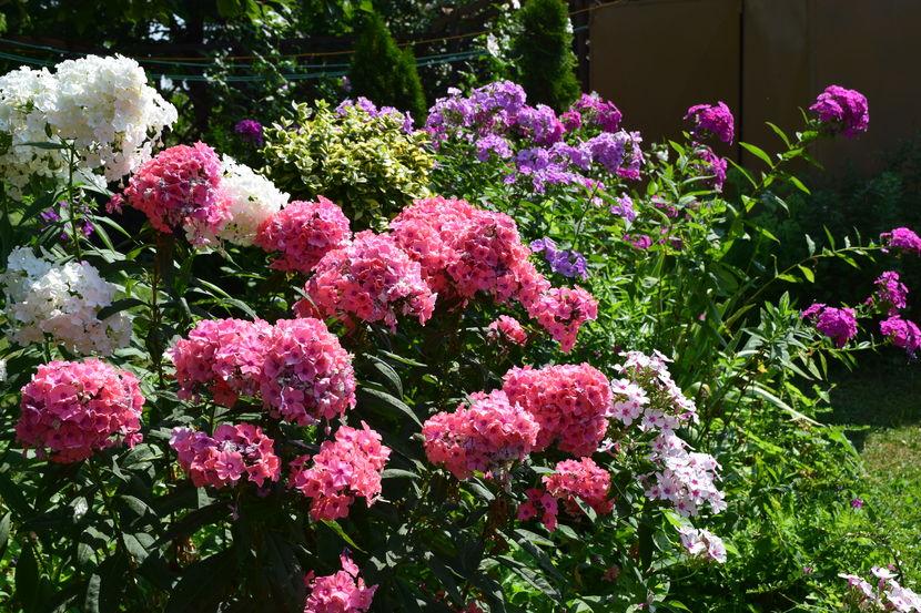 2016 - Z_FAVORITELE gradinii mele