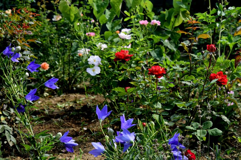 2016 - Z_FAVORITELE gradinii mele