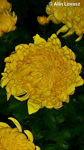 2016-10-26 15.34.27 - Crizanteme