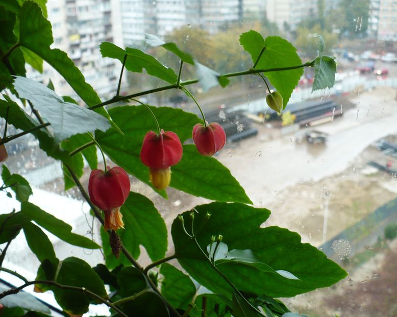 abutilon megapotamicum - Abutilon megapotamicum 2016 - 2017