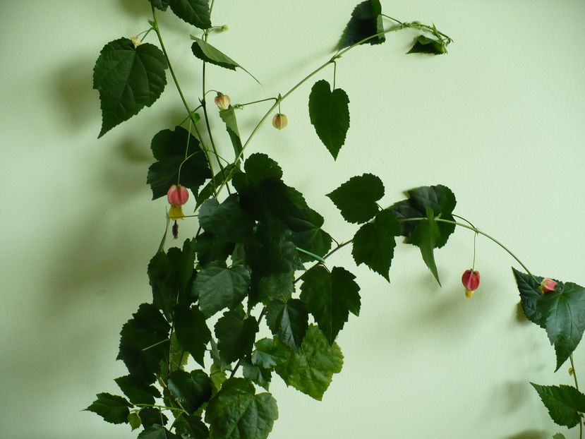 abuti megapotamicum - Abutilon megapotamicum 2016 - 2017