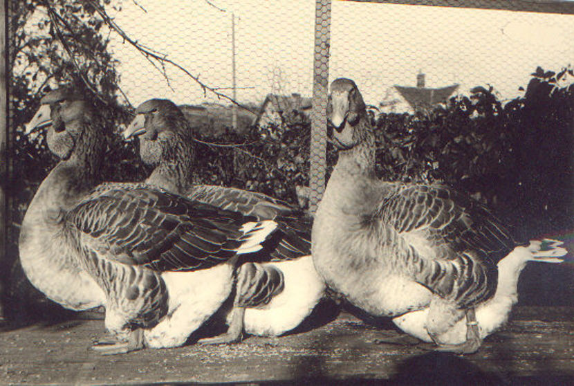 A6animalesdecria1956 (1)