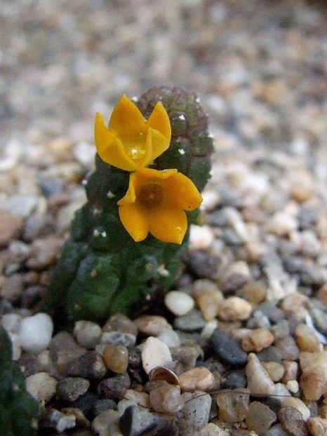 Echidnopsis cereiformis - achizitionat