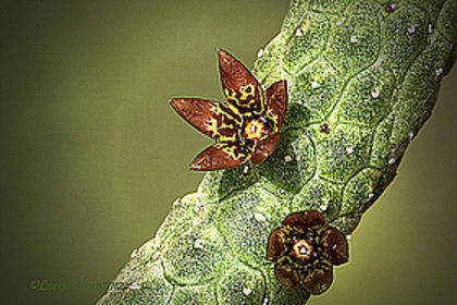 Echidnopsis kohaitoensis