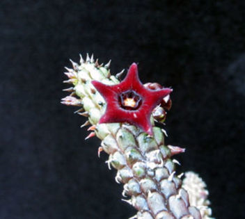 Echidnopsis repens - achizitionat