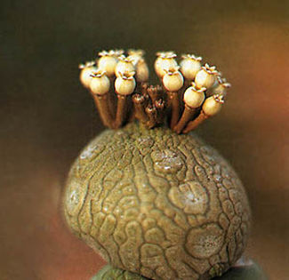 Pseudolithos caput-viperae - Whish list pentru viata urmatoare1