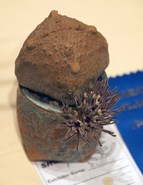 Pseudolithos cubiformis