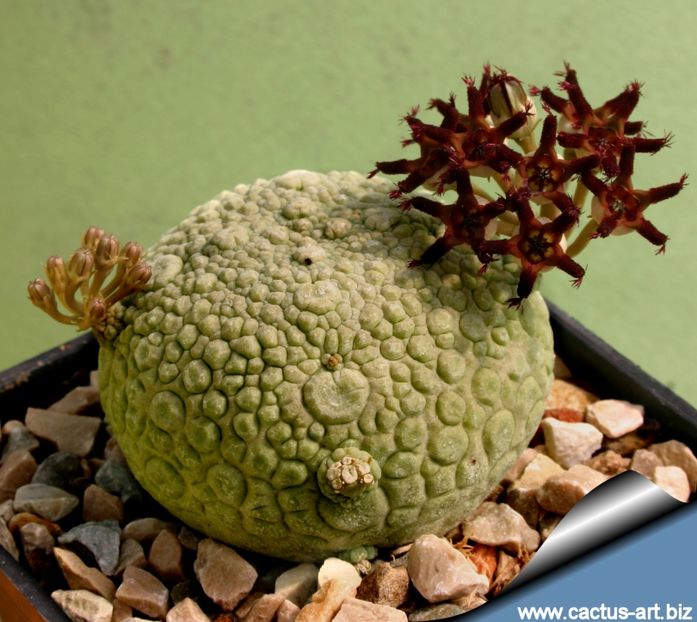 Pseudolithos migiurtinus - Whish list pentru viata urmatoare1