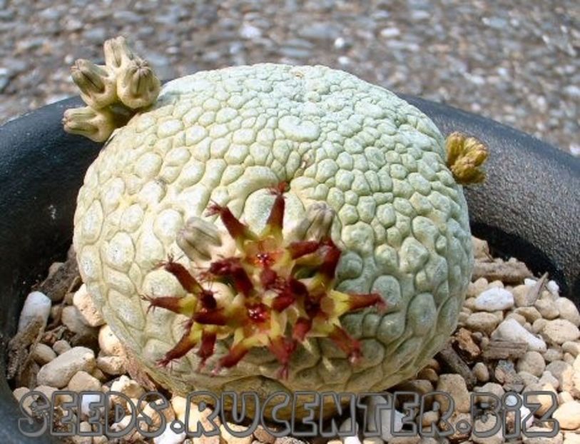Pseudolithos sphaericus - Whish list pentru viata urmatoare1