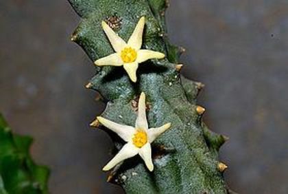 Quaqua incarnata ssp. aurea - Whish list pentru viata urmatoare1