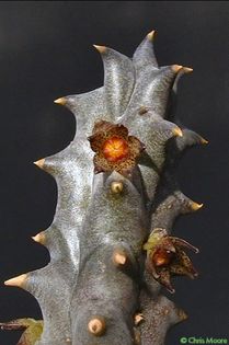 Quaqua parviflora
