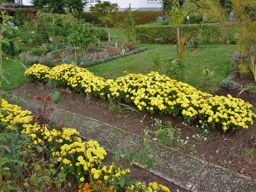 P2030352 - Crizanteme