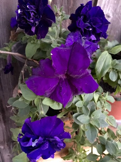 image - Flori din gradina mea2016