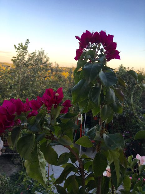 Bouganvillea; Floare de hartie
