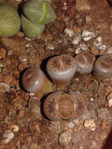  - Lithops