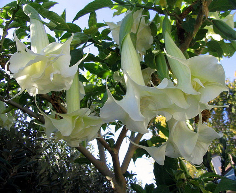 Brugmansia_x_Candida