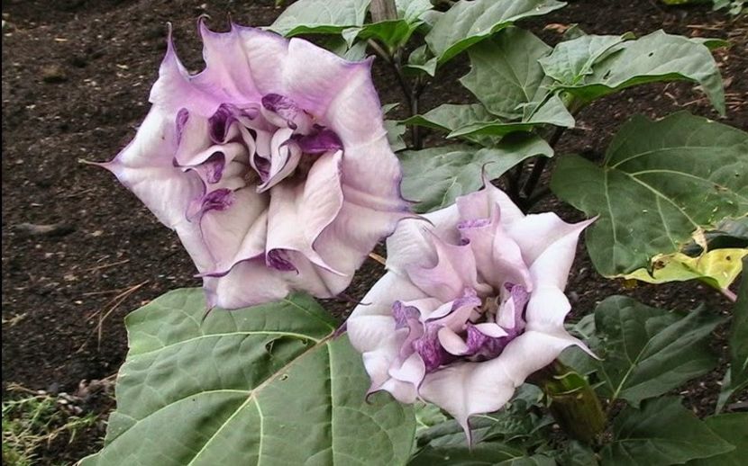 Datura matel Double Purple..